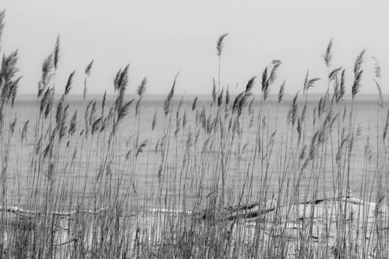 Maryland